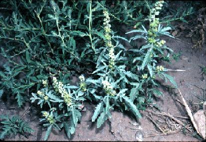 Bur Ragweed, bursage, ambrosia grayii